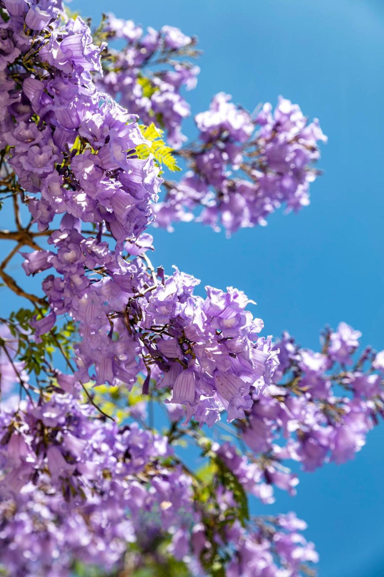 Quinta Do Algarvio Village Carvoeiro  Zewnętrze zdjęcie